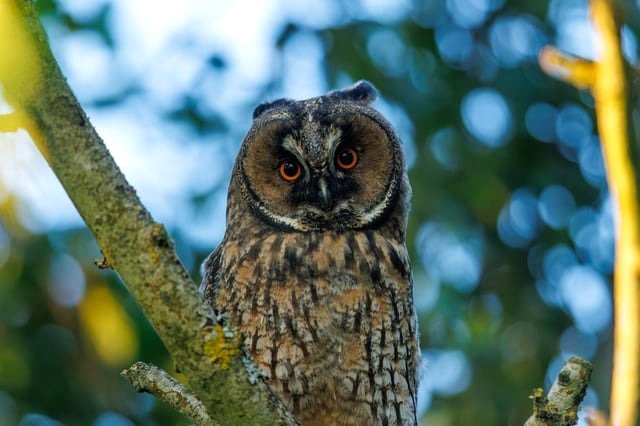A baby Long-eared owl wanting me to capture its best side.