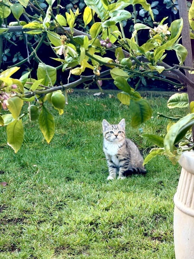 This brave morning guest began coming around with his sibling. I’m putting out kitten food. I’m a dog lover. I’m unsure what’s going on with me.