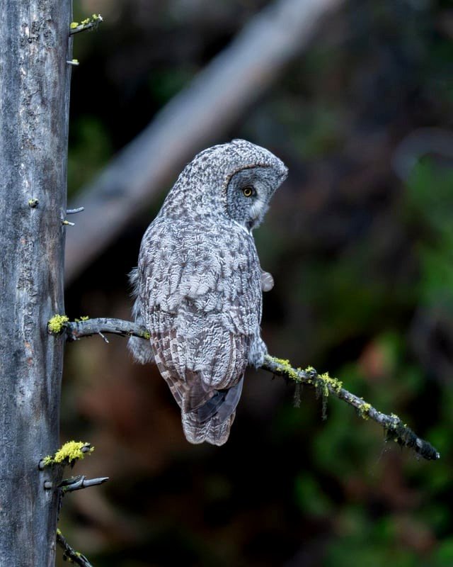 Yellowstone's Great Grey Owl