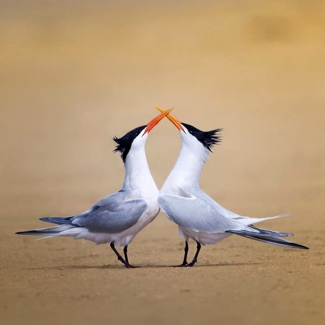 Graceful Terns - eternally devoted and in love.