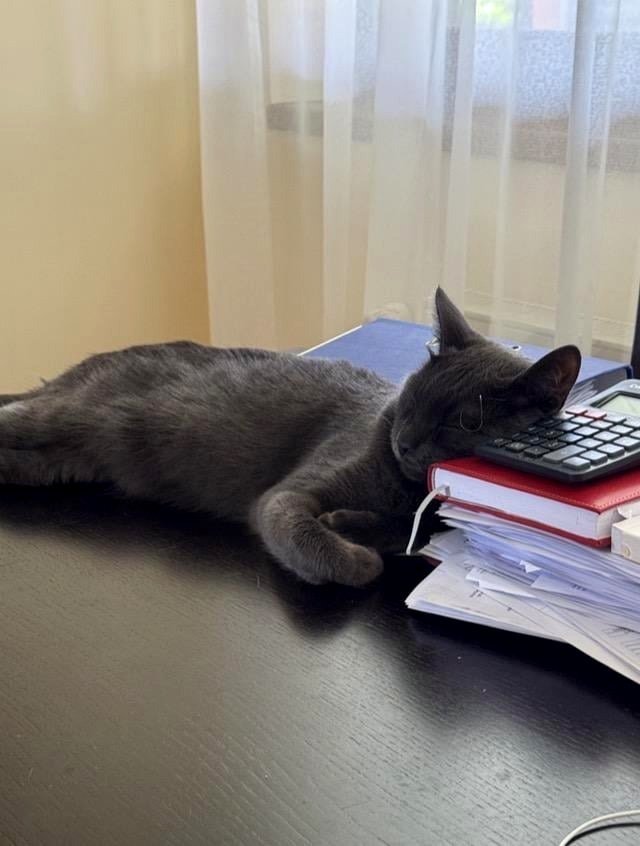 My cat appears as if he just completed studying lol