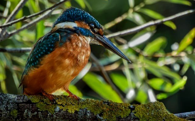 European Kingfisher captured with a Nikon P950.