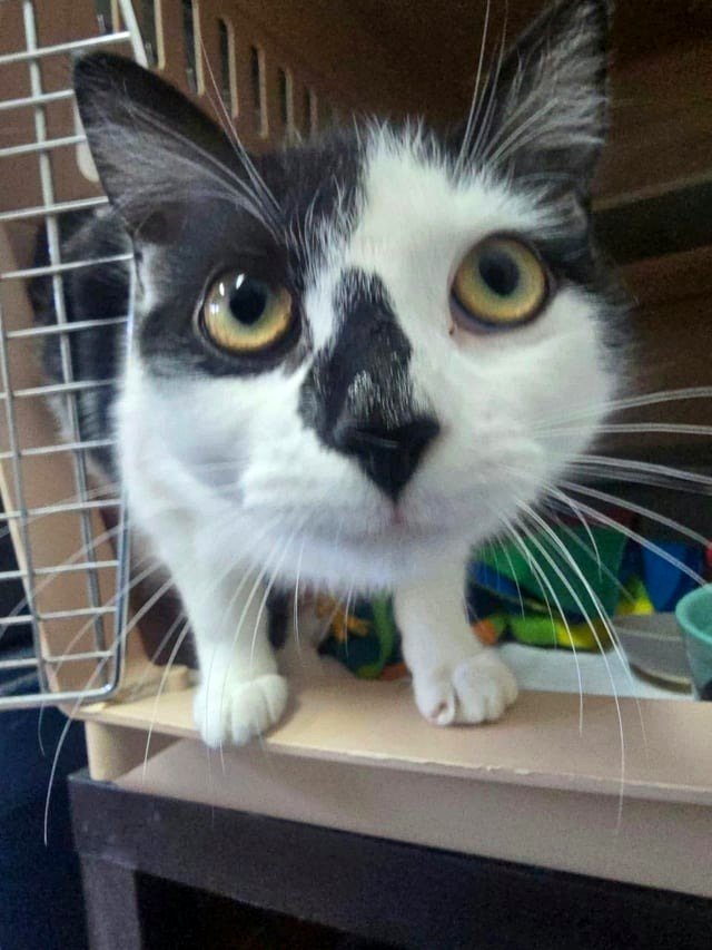 The adorable Simone2 from our shelter ❤️❤️❤️