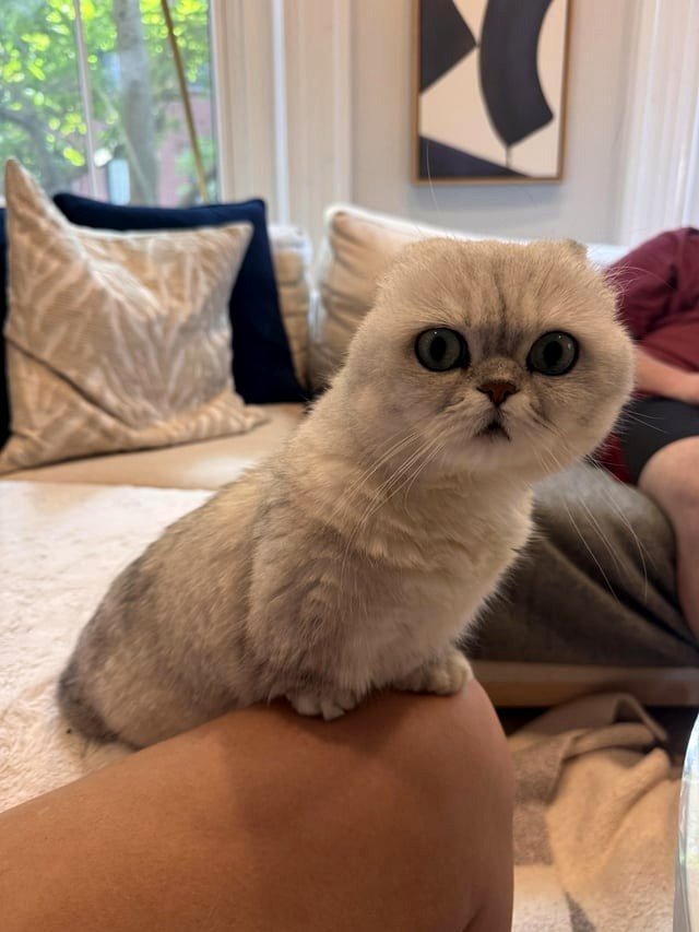 Mochi, our rescued tripod, could really be a baby seal [OC]