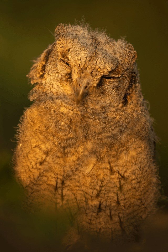 Eurasian Scops Owl during sunset