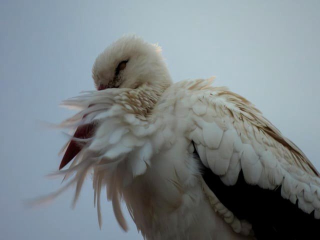 White stork in a parking space