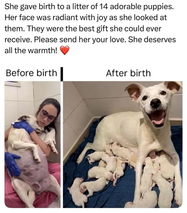 of an expecting dog