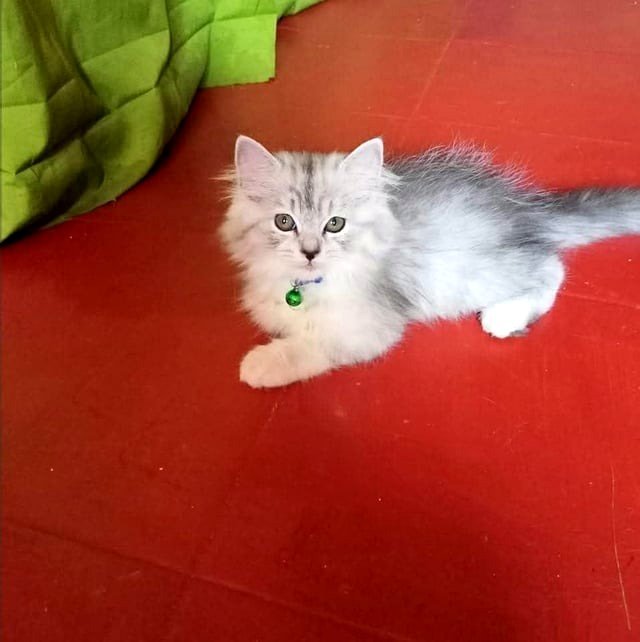Returned home to discover this little fluffball waiting for me as if I had been away for a decade.