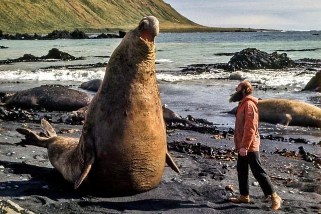 An elephant seal on the shore (individual for size reference)