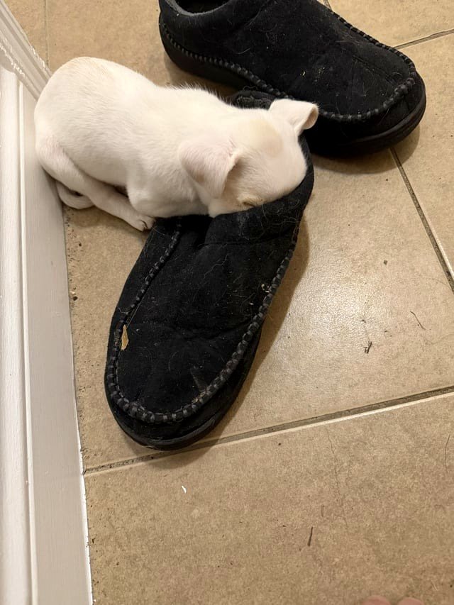 Young puppy dozed off in my slipper while I was at the store.
