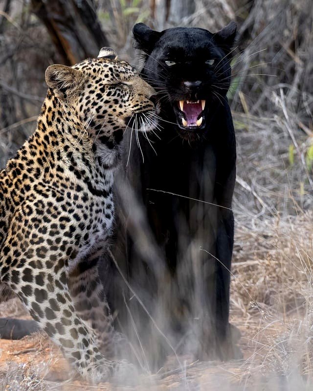 🔥The dark-coated leopard Giza with her spotted offspring. Giza is irritable but also loving.🔥