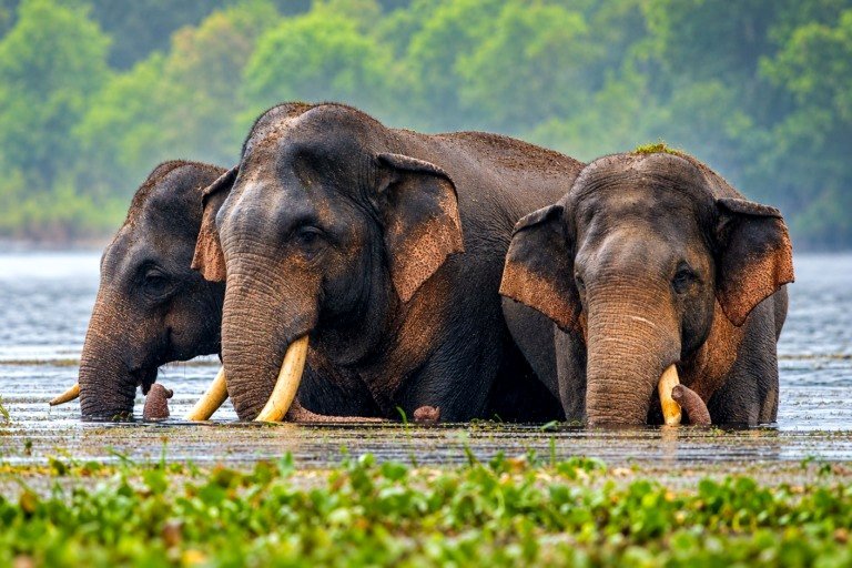 Elephant in Sri Lanka discovered with a gunshot injury. What measures can be taken to safeguard tuskers?