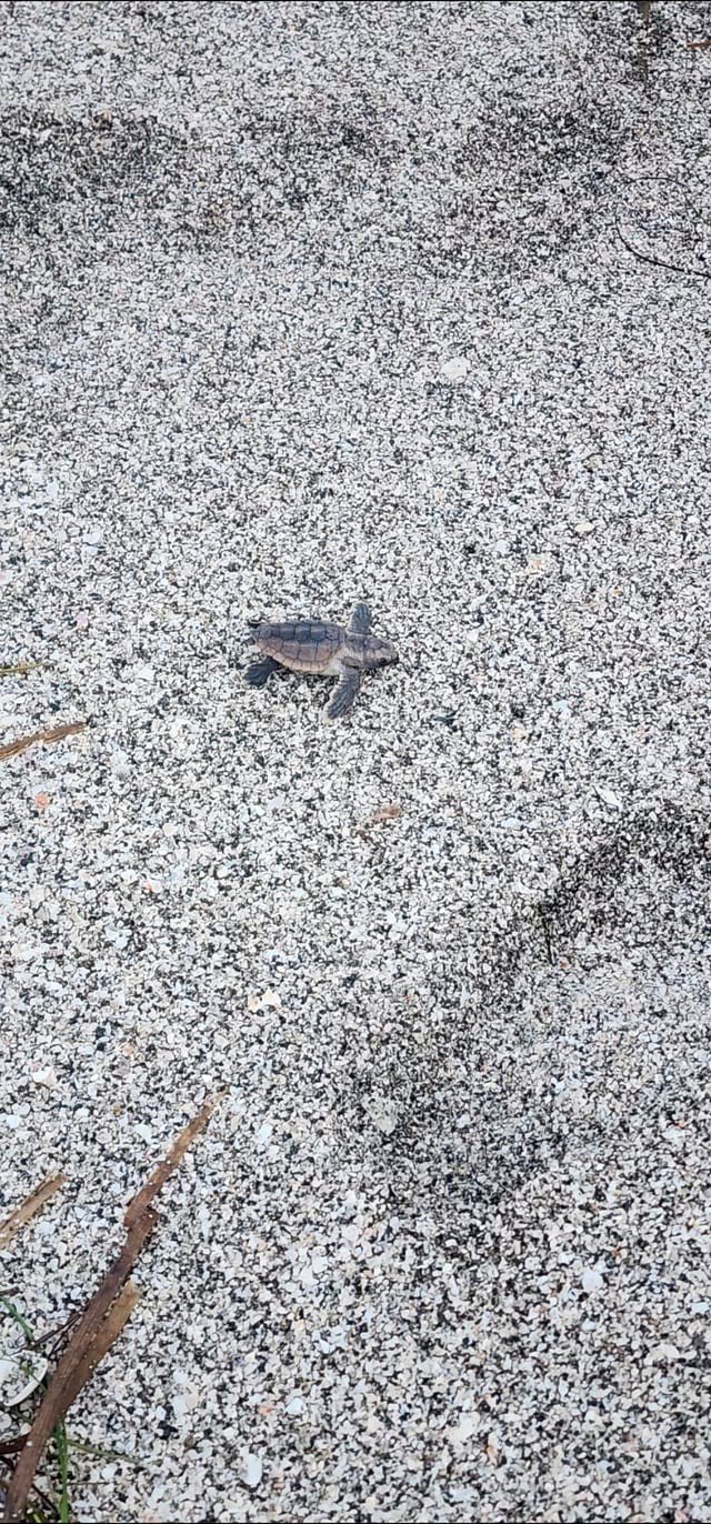 [OC] I got to see a baby sea turtle make it's way to the ocean for the first time!