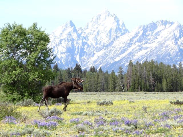 Moose, Grand Tetons NP. Which photos do you wish you could redo?