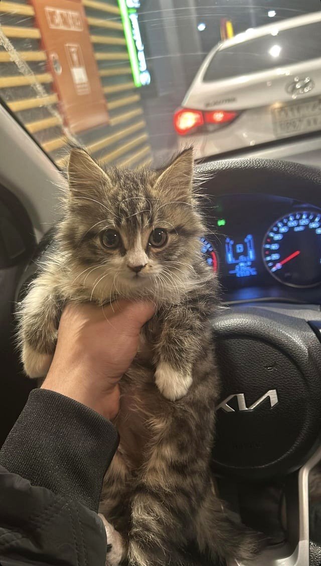 My cat