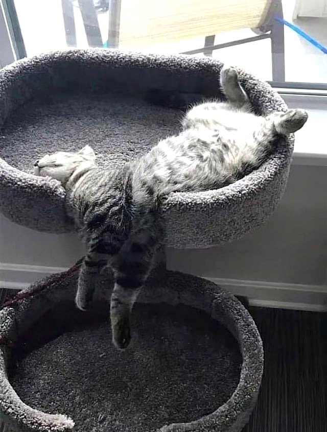 How can this possibly be comfortable?