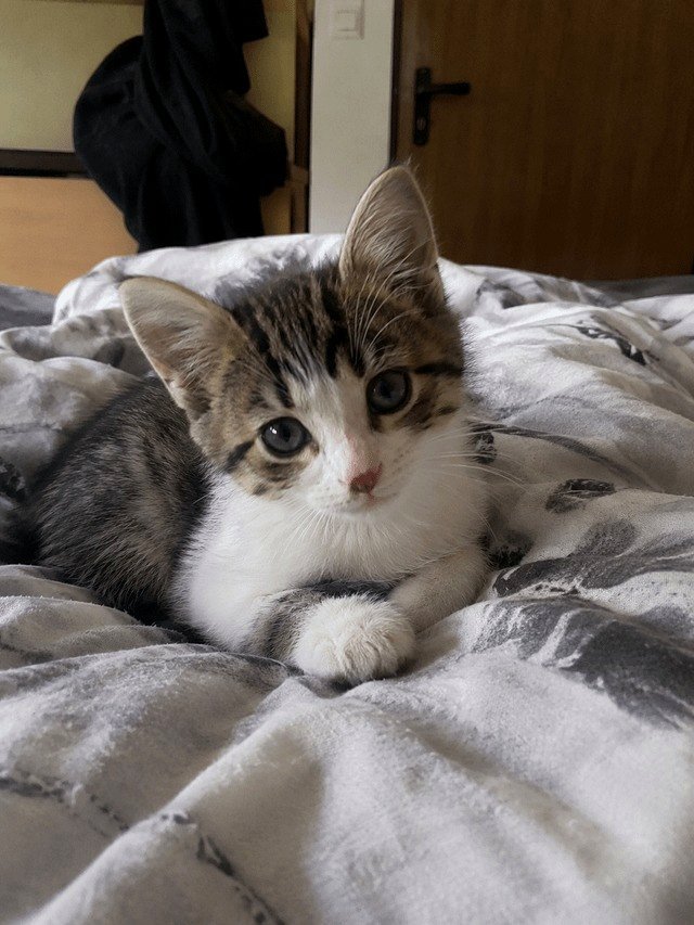 Latest member of the family