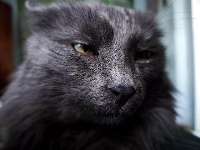 Why do people claim werewolves are wolves? We have a werecat.
