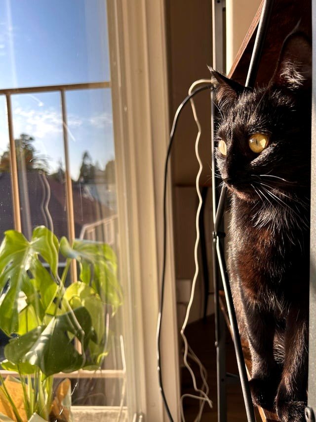 [OC] Day 10 of Spooktober, and Me'exui the cat eagerly anticipates the approaching darker days.