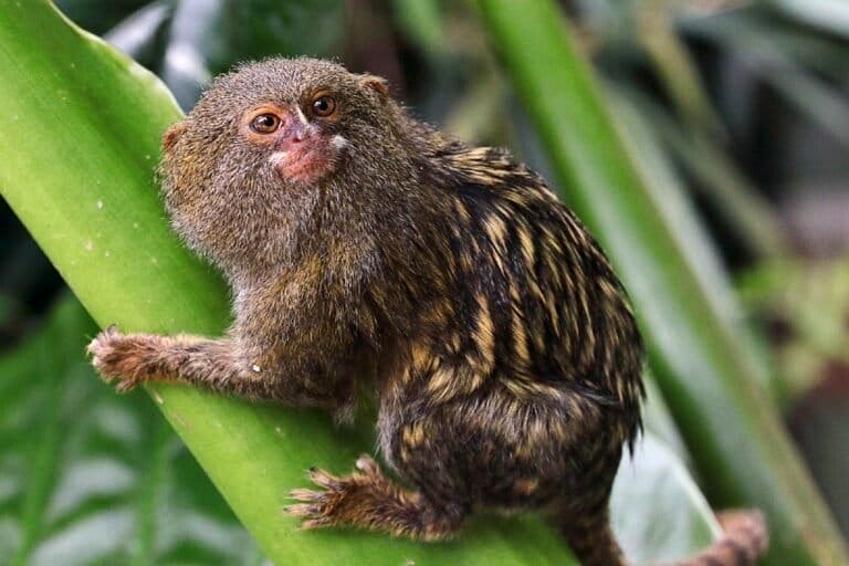 Indigenous wisdom and technology in the quest for a small Amazon monkey