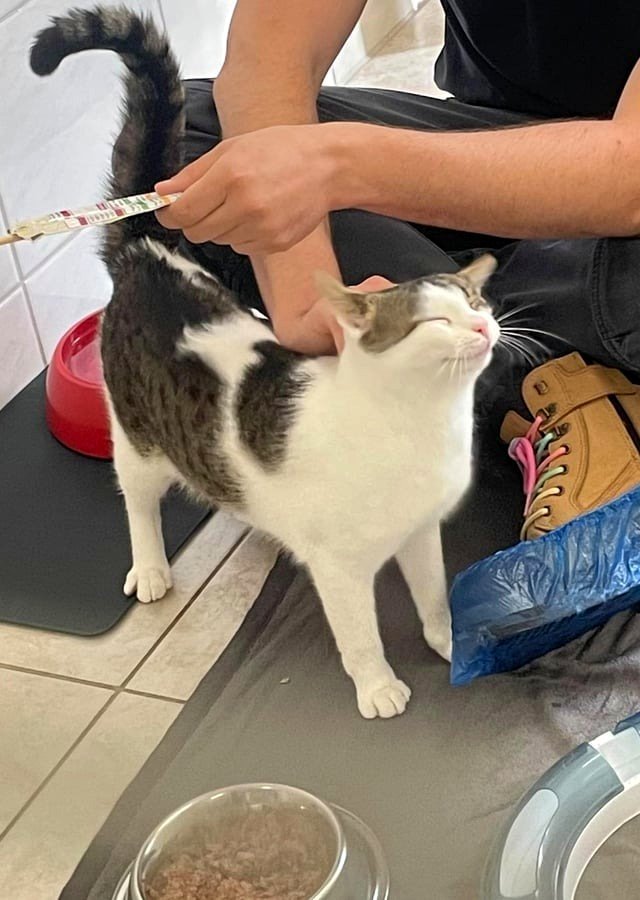 Joyful Shelter Cat I met. It was painful to say goodbye.