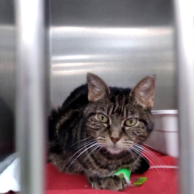 A quick update on my lovely senior cat, Catniss 📍Mississippi