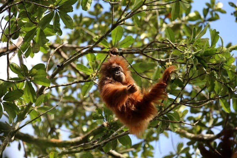 Tapanuli orangutans confront threats from mining, landslides, and fires — lacking a recovery strategy