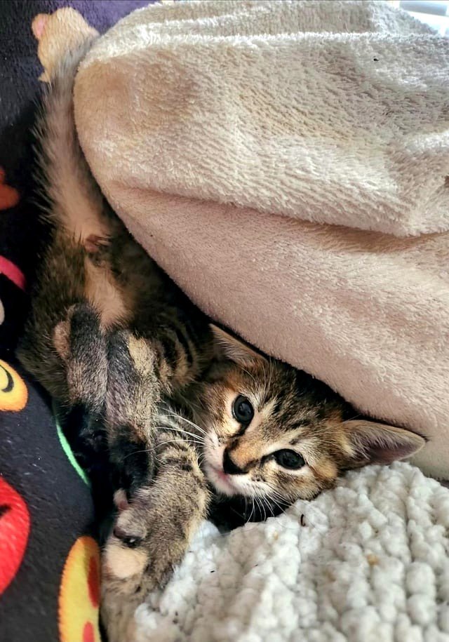 From road cone to cushion fortress...