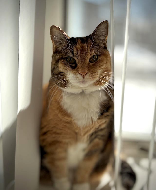 My precious 13 year old cat just passed from kidney failure