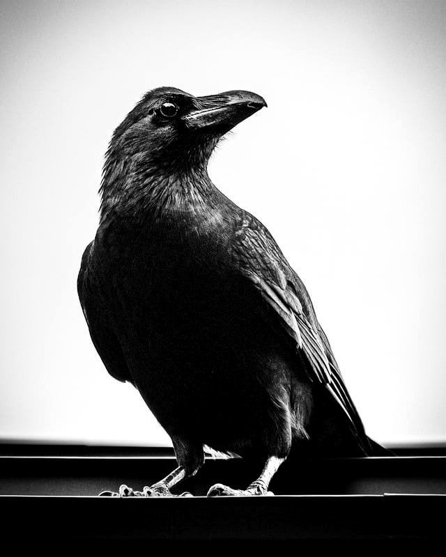 Big-billed crow