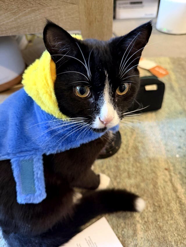 I've turned into a homebody since adopting a cat - is this typical?
