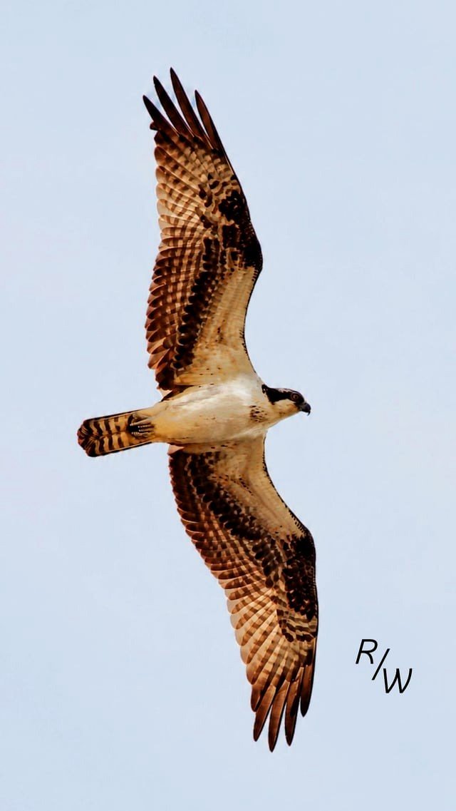 Osprey soaring above this morning