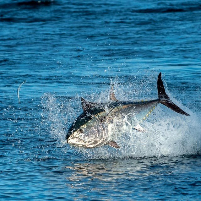 Bluefin Tuna, Devon, England