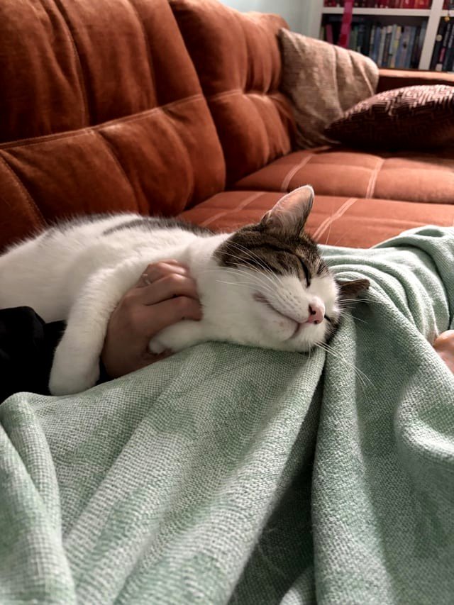 Bartholomeow: 5 y/o cat