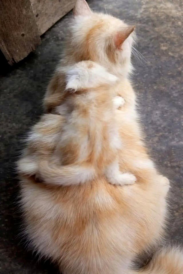 The copying process finished successfully 🥰 (OC)
