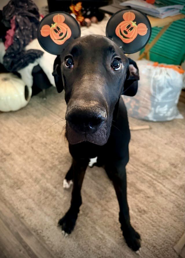 6-month-old Great Dane pup named Figment.