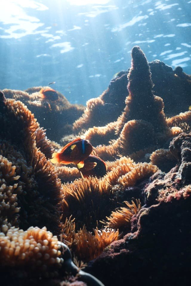 Anemone fish and attractive coral formations