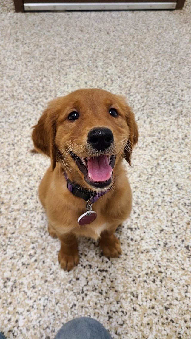 Introducing Adria, my new puppy!