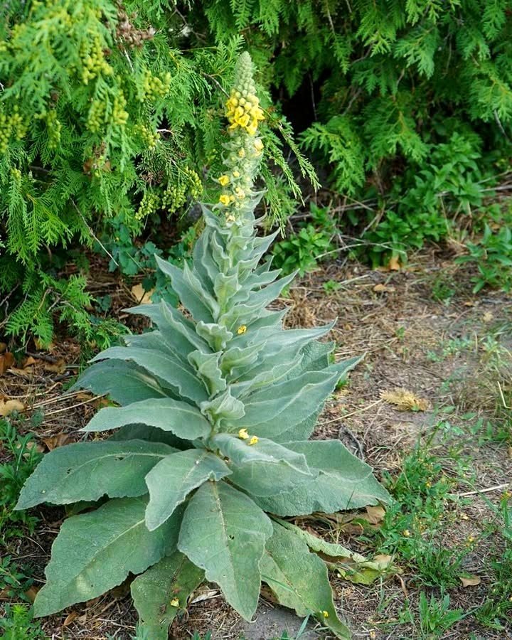 Discovering this plant is like finding treasure. Many people overlook it completely.