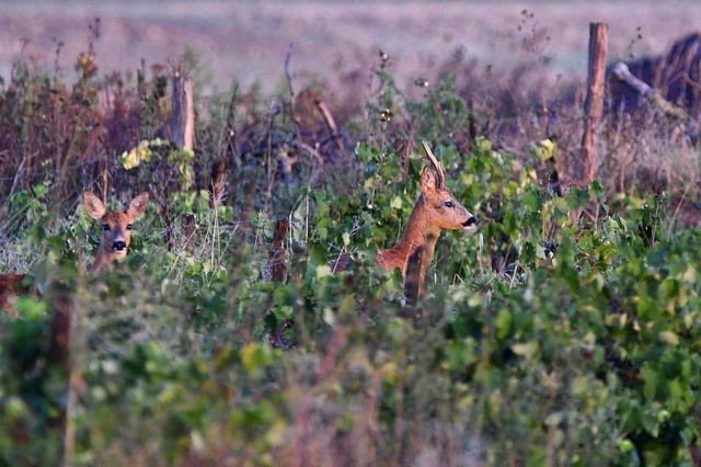 Roe Deer (France, dept Vienne, 08/26)