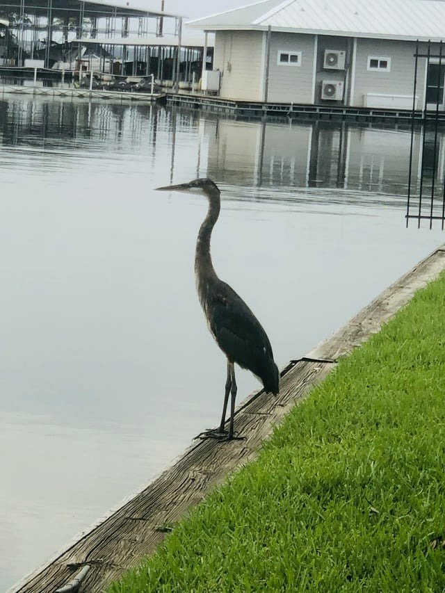 Avian Life at Lake Conroe, TX