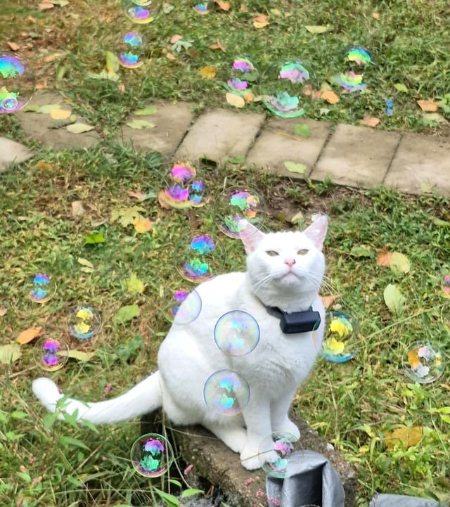 Smudge observing catnip bubbles drift past