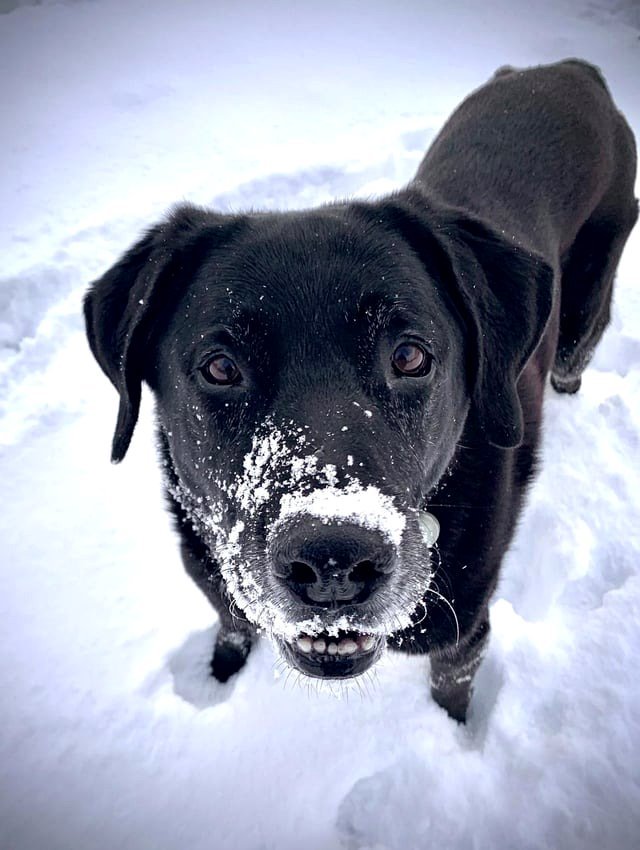As the snowy season approaches, I introduce "Rocky," our adorable family member 🥰