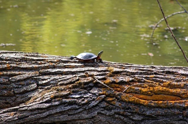 [OC] How nice it would be to be a turtle resting on a log.