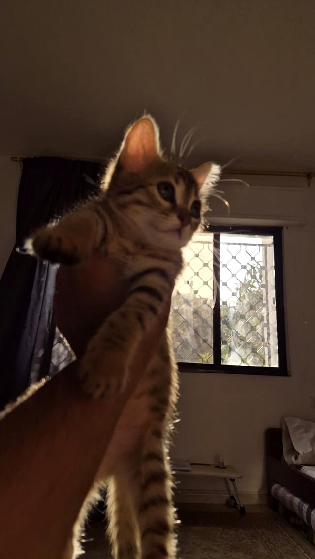 [OC] Meet bortoall, the family member 🍊