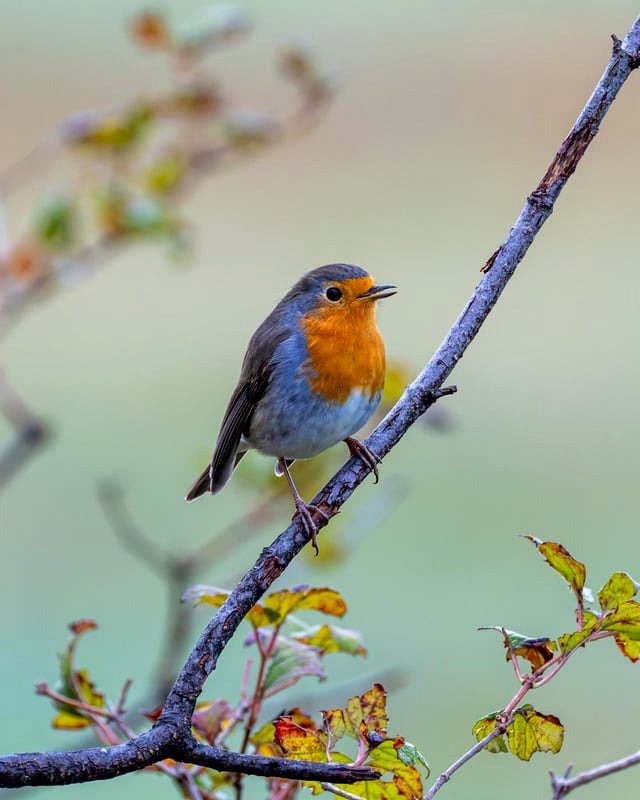 Inquisitive European robin (Erithacus rubecula)