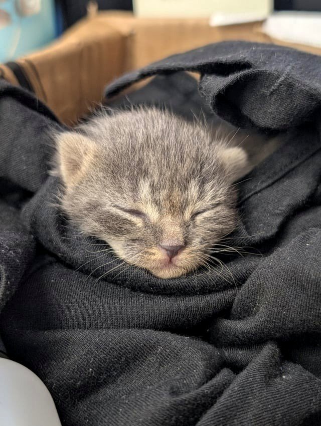 Abandoned 1-2week old kitten