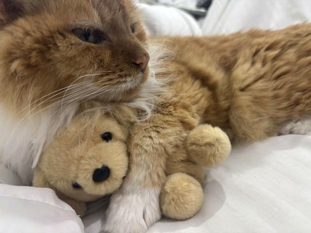 I believe she cares for her teddy bear more than she cares for me🥹✨🐾