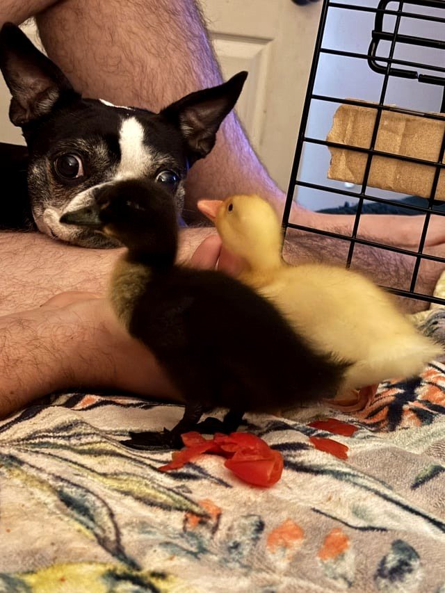 POV: Youโre an 8-year-old pup and your humans just arrived with two little dinosaurs. ๐ฆ๐ฅ๐
