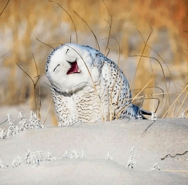 A joyful snowy owl